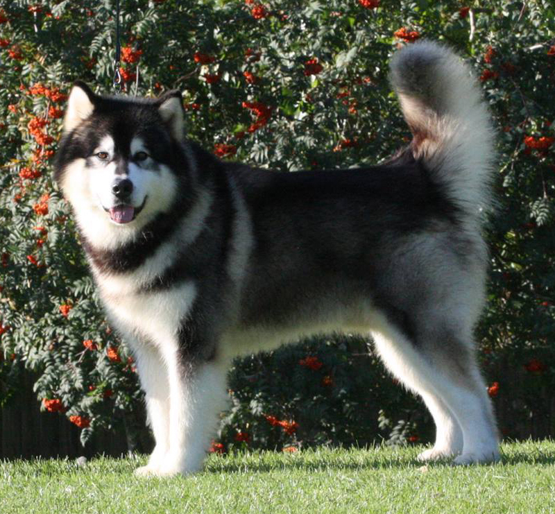 Alaskan Malamute