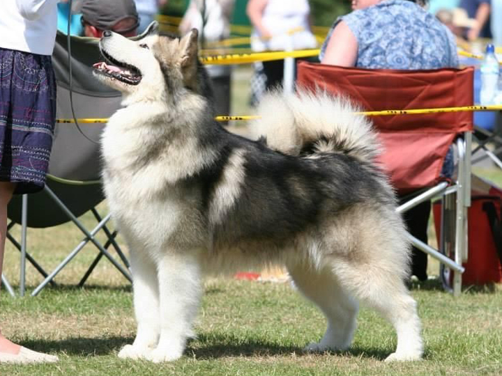 Male Alaskan Malamute