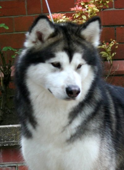 Esme-img